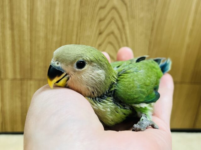 コザクラインコ（小桜インコ）