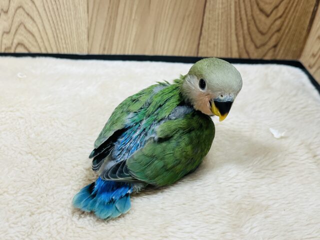 コザクラインコ（小桜インコ）