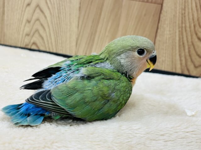 コザクラインコ（小桜インコ）