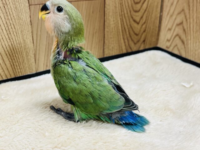 コザクラインコ（小桜インコ）