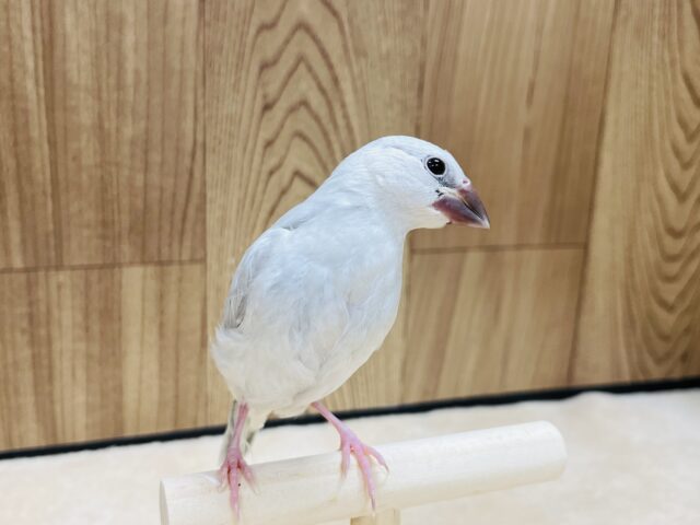 シルバー文鳥