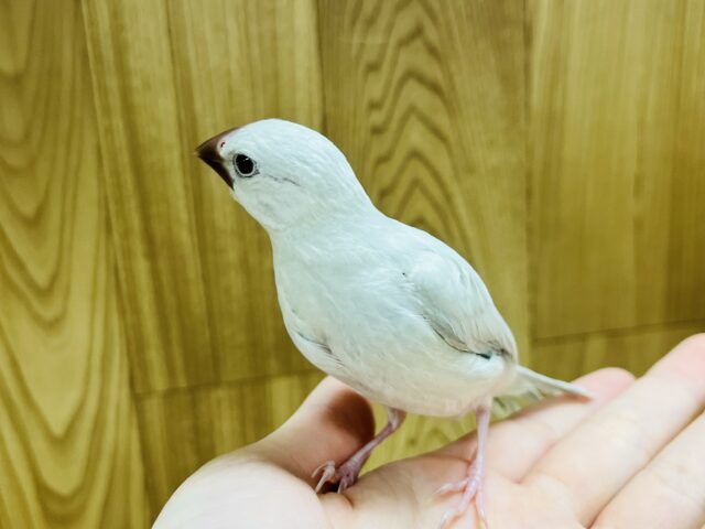 シルバー文鳥