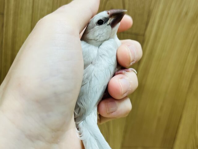 シルバー文鳥