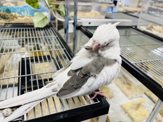 オカメインコ