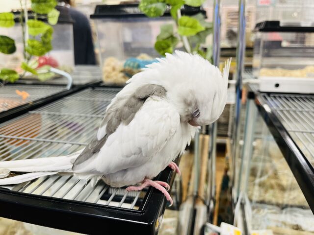 オカメインコ