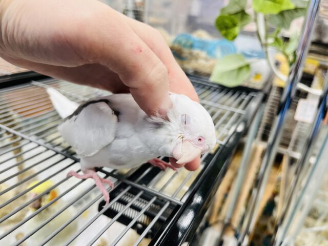オカメインコ
