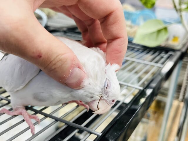 オカメインコ
