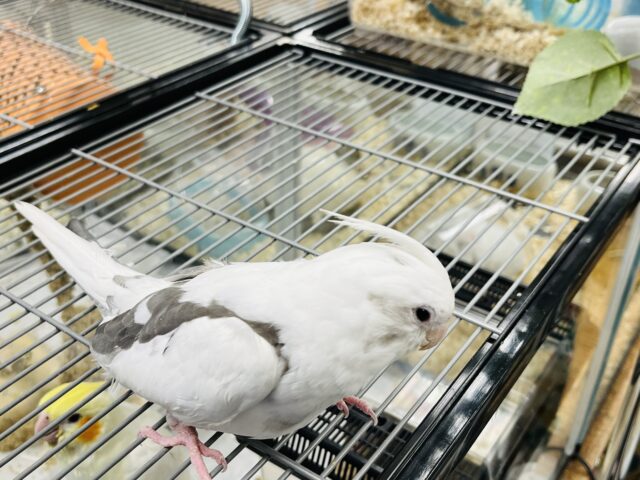 オカメインコ