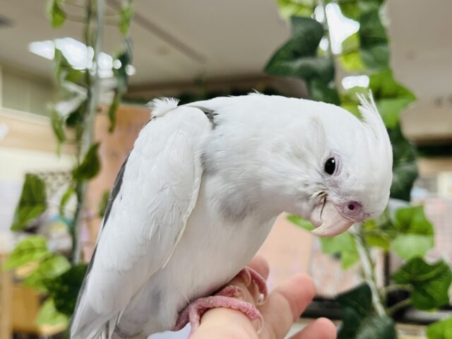 オカメインコ