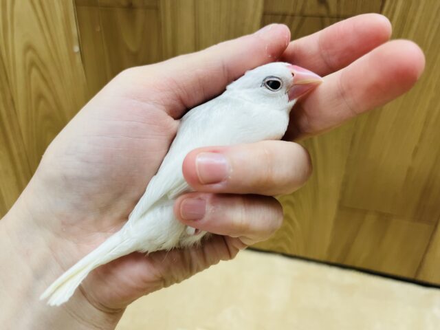 白文鳥