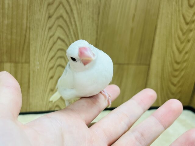 白文鳥