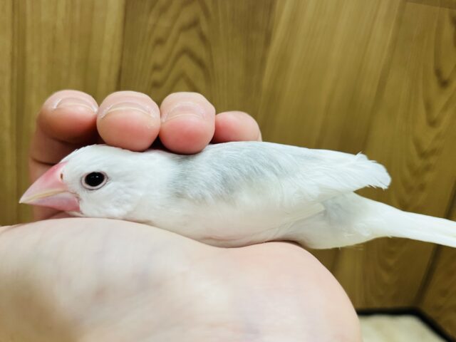 白文鳥