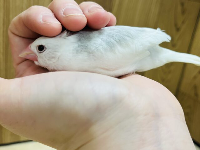 白文鳥