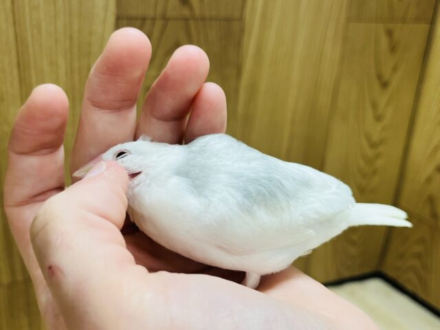 白文鳥