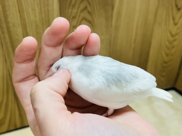 白文鳥
