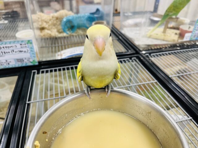 コザクラインコ（小桜インコ）