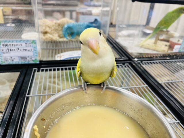 コザクラインコ（小桜インコ）