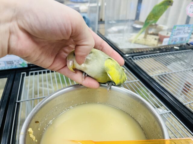 コザクラインコ（小桜インコ）
