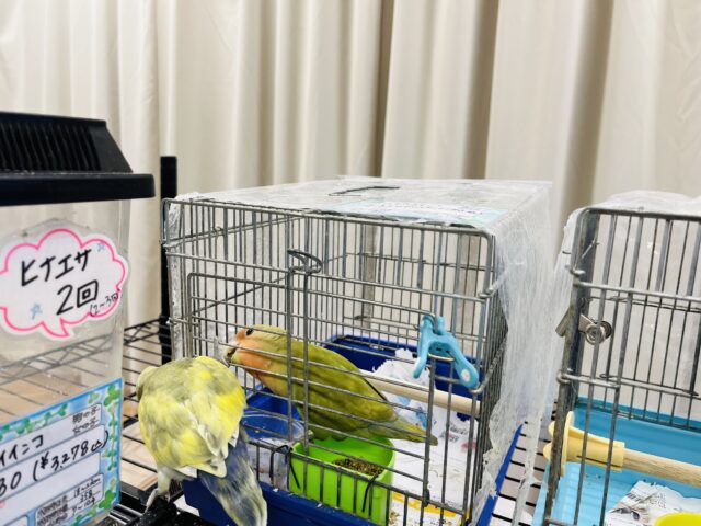 コザクラインコ（小桜インコ）