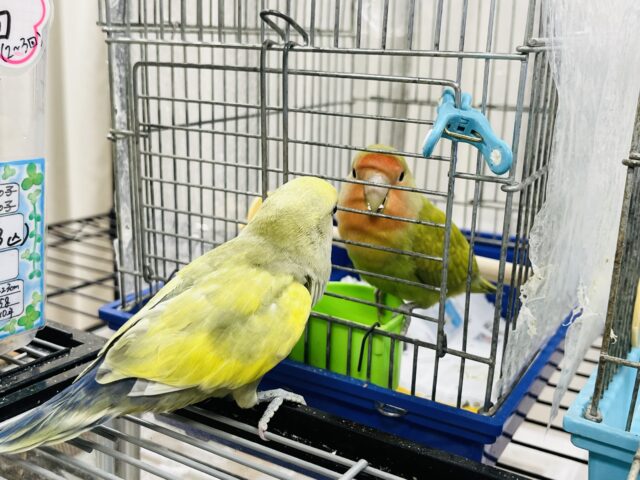 コザクラインコ（小桜インコ）