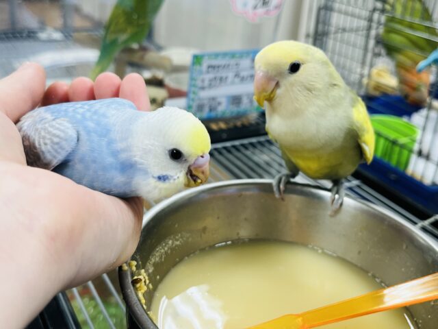 コザクラインコ（小桜インコ）