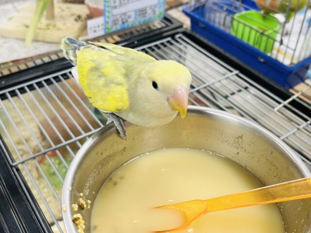 コザクラインコ（小桜インコ）