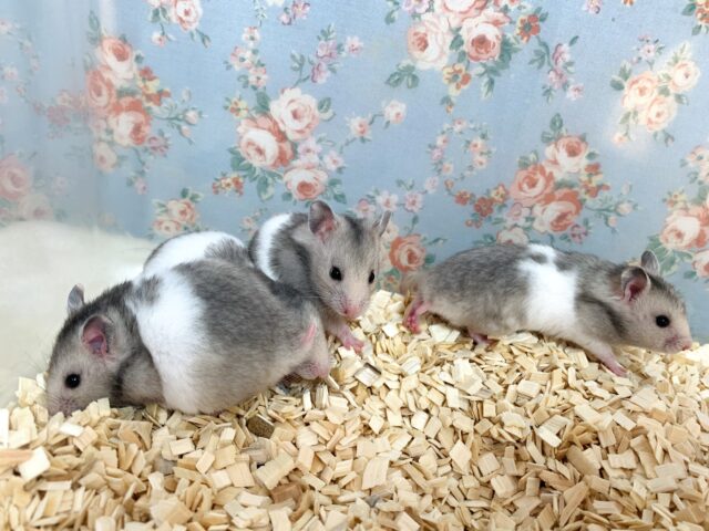 ゴールデンハムスター