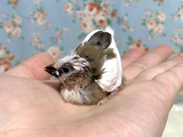 十姉妹（ジュウシマツ）