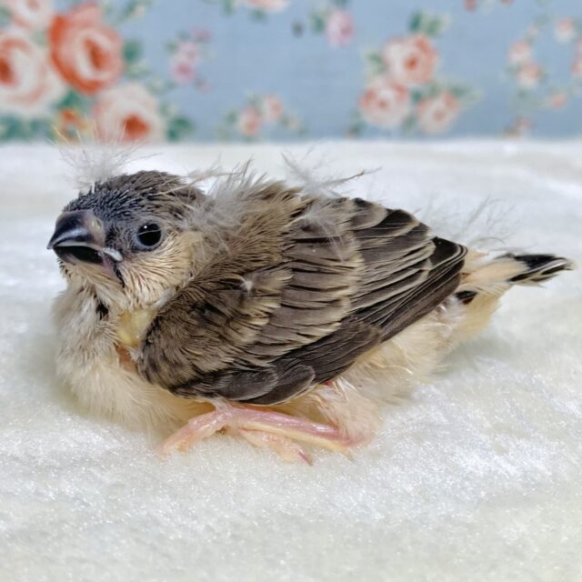 錦花鳥（キンカチョウ）