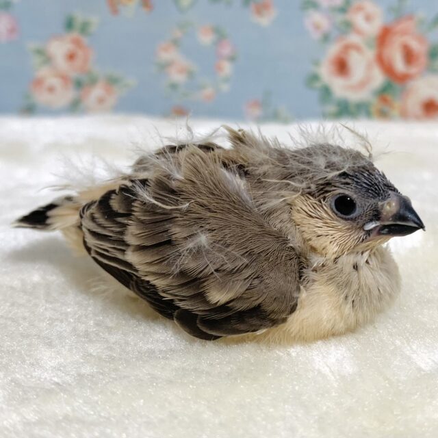 錦花鳥（キンカチョウ）