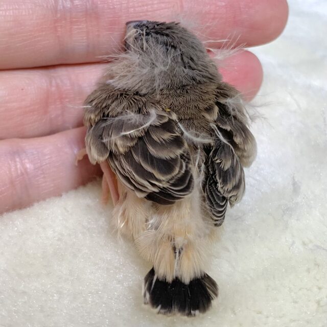 錦花鳥（キンカチョウ）