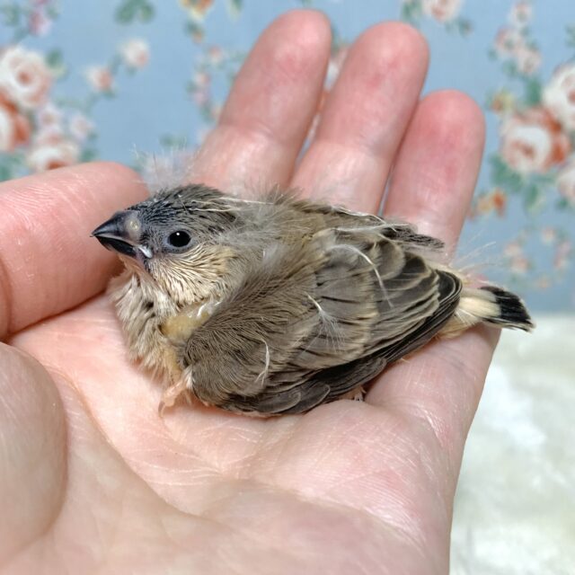 錦花鳥（キンカチョウ）