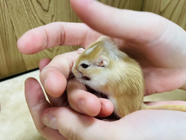 走るの大好き!カラージャービル(女の子) カラージャービル(スナネズミ)