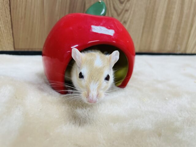 走るの大好き!カラージャービル(女の子) カラージャービル(スナネズミ)