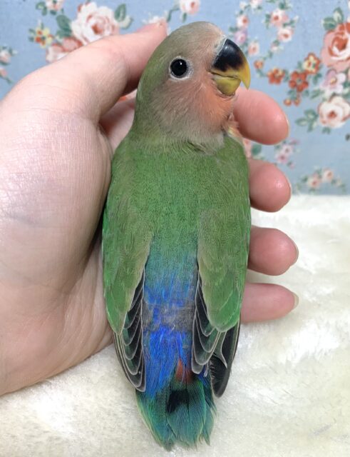 コザクラインコ（小桜インコ）
