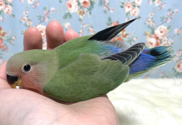 コザクラインコ（小桜インコ）