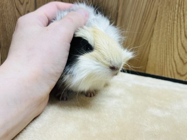 アビシニアンモルモット