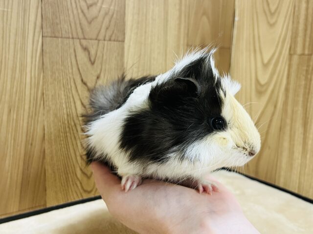 アビシニアンモルモット