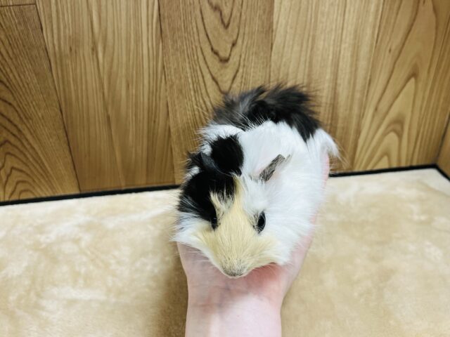 アビシニアンモルモット