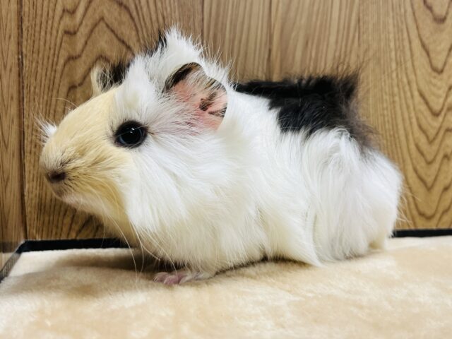 アビシニアンモルモット