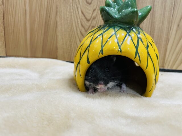 ジャンガリアン