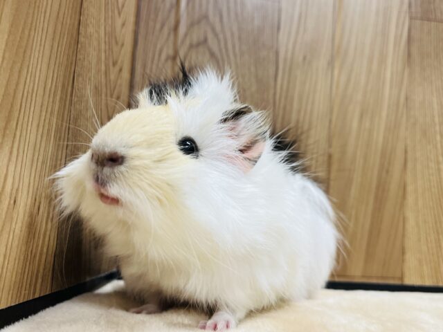 アビシニアンモルモット