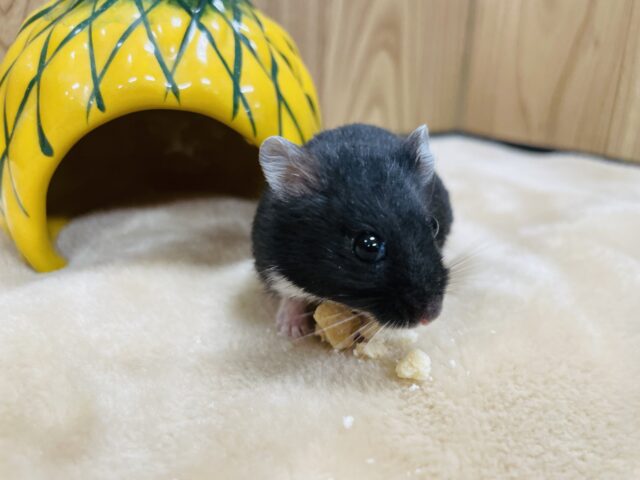 ジャンガリアン