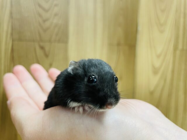 ジャンガリアン