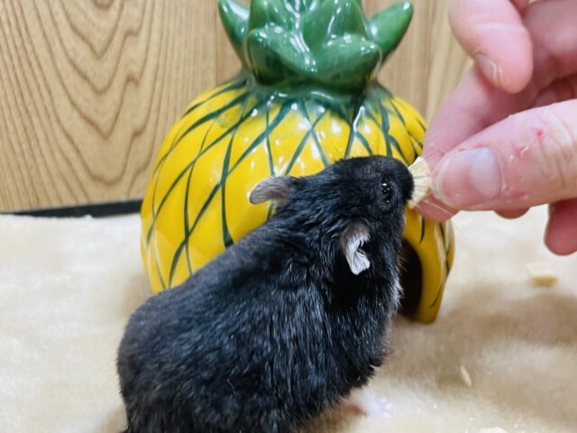 ジャンガリアン