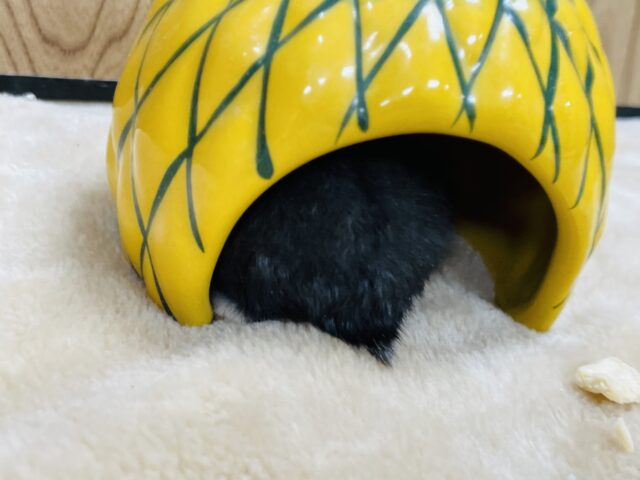 ジャンガリアン