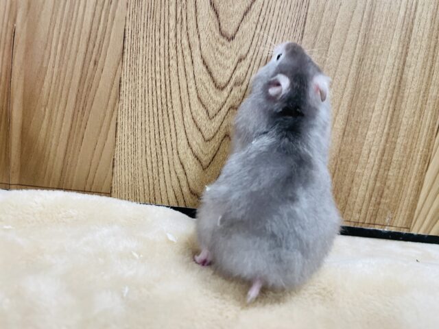 ゴールデンハムスター