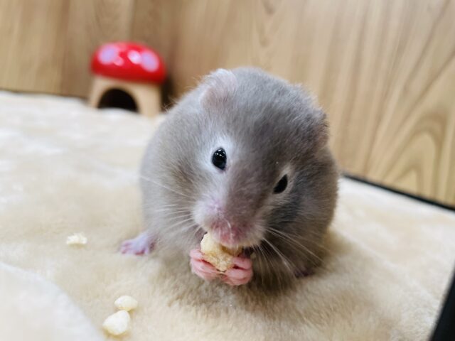 ゴールデンハムスター