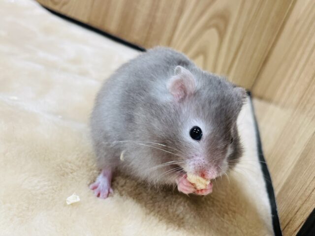 ゴールデンハムスター