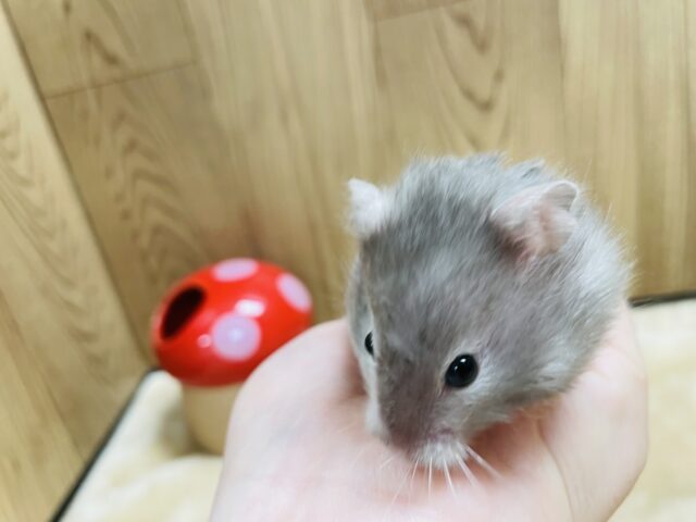 ゴールデンハムスター